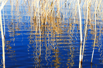 Dried grass reeds and their water ripples, nature landscape yellow blue color. Growing wild plants in lake or wetlands, abstract natural texture pattern from reflections on water in form curved lines