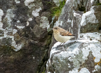 Female wheatear fledgling recently out of the nest with scruffy feathers standing on a rock by the shore 