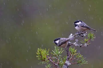 Coal Tits (Periparus ater) perched on a branch in the highlands of Scotland