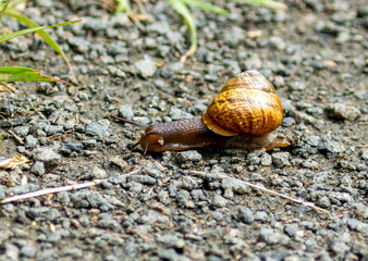 snail on a path
