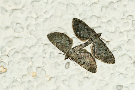 Kopulation vom Gro&szlig;en Wacholder-Bl&uuml;tenspanner (Eupithecia intricata)	