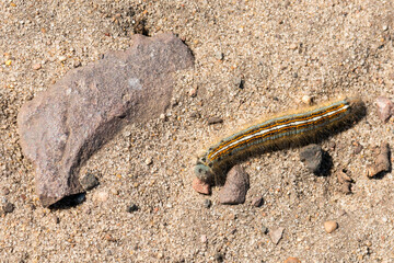 Raupe des Ringelspinner (Malacosoma neustria)	