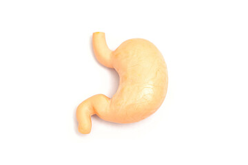 Stomach Anatomical Model on White Background