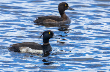 Pair of tufted ducks during breeding season 