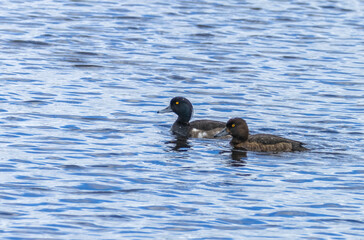 Pair of tufted ducks during breeding season 