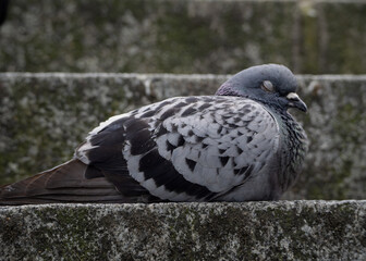 Wild Pigeon on the street