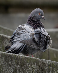 Wild Pigeon on the street