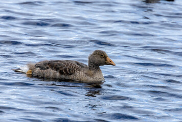 Young greylag goose swimming in the water