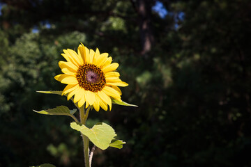 Isolated, blooming sunflower with a blurred natural background