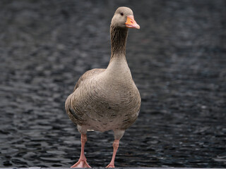 Gray goose by the water