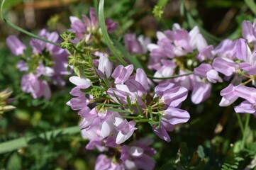 Inflorescences roses de Coronille bigarrée, Purple crownvetch (Securigera varia) 
