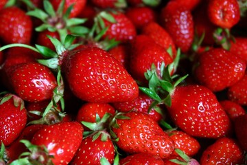  Fraises fraîchement cueillies.