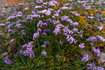 blue flowers dried flowers near the Mediterranean sea 1