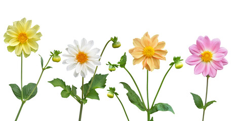 いろいろな色のダリア　6月撮影