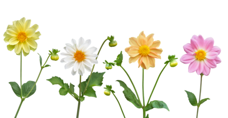 いろいろな色のダリア　6月撮影