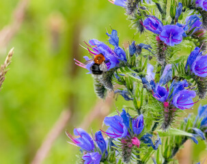 Bumblebee on beautiful purple wild flower
