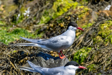 Arctic tern on the ground protecting its nest on the Isle of May