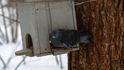 A pigeon is eating from a bird feeder. The feeder is white and has a small hole in it