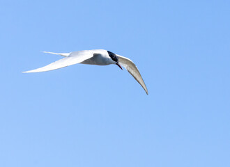 Obraz premium Arctic tern in flight