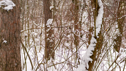 A snowy forest with trees covered in snow.