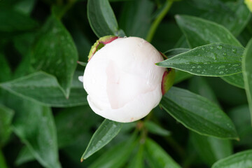 White bud in raindrops. Ants sit on a peony bud