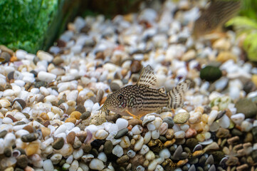 Aquarium fish catfish corydoras sterbai in a freshwater aquarium.