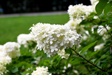 Summer private garden with blooming hydrangea Annabelle. Lush lawn edge, beautiful path. Landscape design