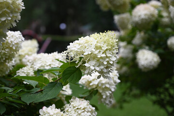 White hydrangeas growing on a bush