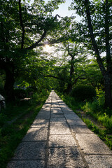 Stone sidewalk among the trees with sunset