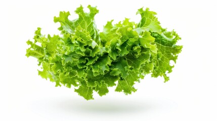 Obraz premium Fresh Green Lettuce Isolated on White Background