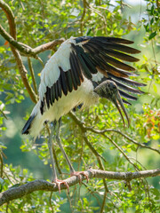 american wood stork perched in a tree with its wings spread out