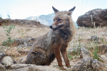 Fototapeta premium A fox on the Borosa river route, in the Sierra de Cazorla, Segura and las Villas natural park. Andalusia. Jaen. Spain