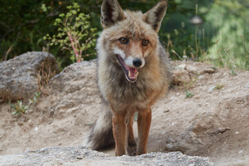 A fox on the Borosa river route, in the Sierra de Cazorla, Segura and las Villas natural park. Andalusia. Jaen. Spain