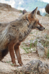 A fox on the Borosa river route, in the Sierra de Cazorla, Segura and las Villas natural park. Andalusia. Jaen. Spain