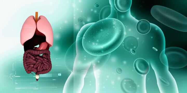 3d illustration human digestive system