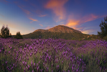 Obraz premium Wild lavender flowers in the foreground and Mount San Carlos in Contreras, Burgos in the background