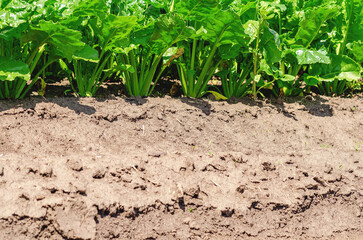 Dry soil with rows of green sugar beets. Agricultural fields in summer. Growing vegetables.