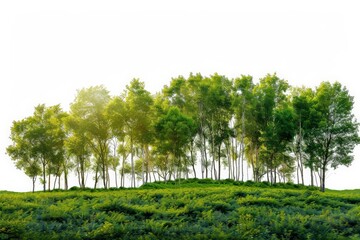 Obraz premium Green Trees on a Hill with a White Background.