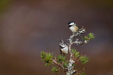 Crested Tit (Lophophanes cristatus)  and Coal Tit (Periparus ater) perched on a branch in the highlands of Scotland