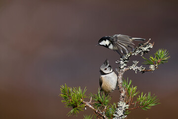 Crested Tit (Lophophanes cristatus)  and Coal Tit (Periparus ater) perched on a branch in the highlands of Scotland