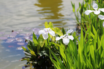 White irises in a garden pond surrounded by grass. 