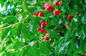 Shiny red cherries on tree with green leaves. Bright summer berries background. Organic food. Blur.