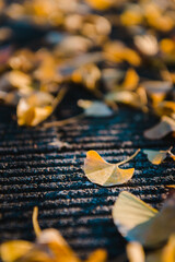 Close up of the ginkgo maple tree leave during autumn