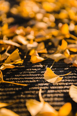 Close up of the ginkgo maple tree leave during autumn