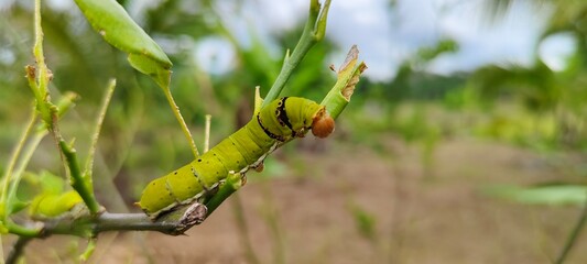 Naklejka premium caterpillar on a leaf