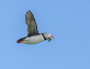 Busy atlantic puffin in flight gathering sand eels to take back to young in the burrow 