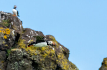 Busy atlantic puffin in flight gathering sand eels to take back to young in the burrow 
