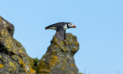 Busy atlantic puffin in flight gathering sand eels to take back to young in the burrow 