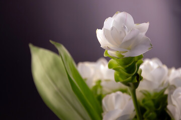 Blooming Siam Tulip flower isolated on black background.