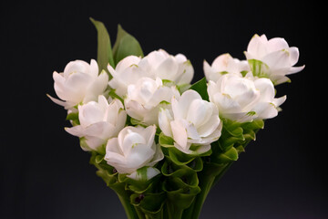 Blooming Siam Tulip flower isolated on black background.